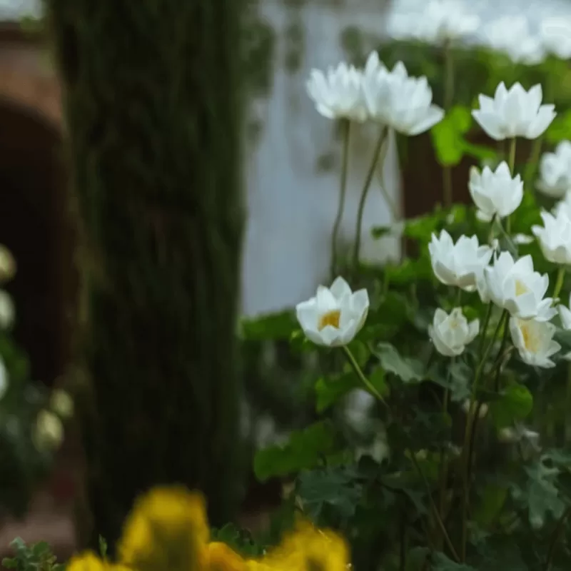 Lorem ipsum dolor sit amet